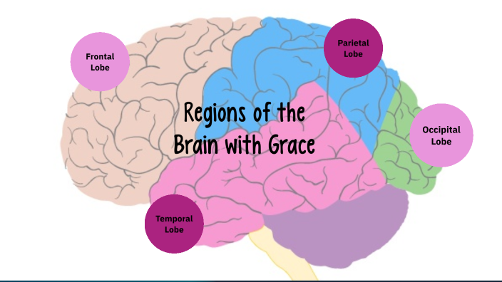 Parts of the Brain with Grace by Grace Wrona on Prezi