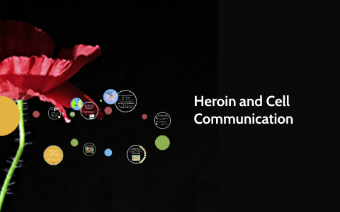 Heroin and Cell Communication by Jessica Schnorr on Prezi