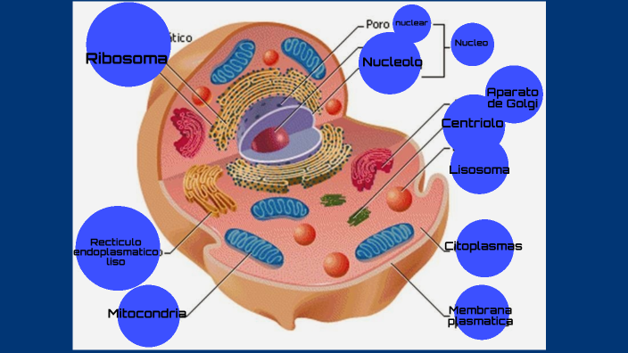 Célula animal by Nora Alvarez on Prezi