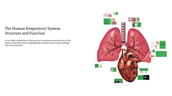 The Human Respiratory System: Structure and Function by Etienne ...