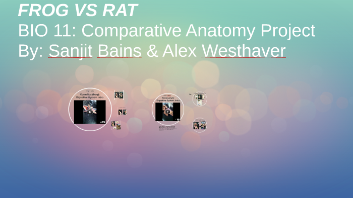 Comparative Anatomy Bio Project Rat And Frog By Sanjit B On Prezi