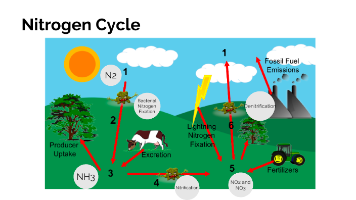 Nitrogen Cycle by Rebecca Parratt on Prezi