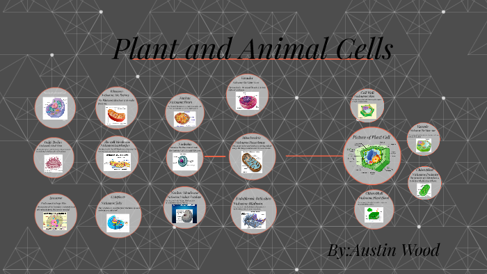 Plant and Animal Cell by Austin Wood on Prezi