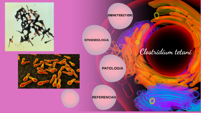 tinción de gram para clostridium tetani