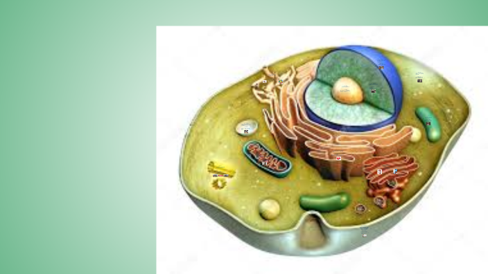 Animal Cell by bradley christie on Prezi
