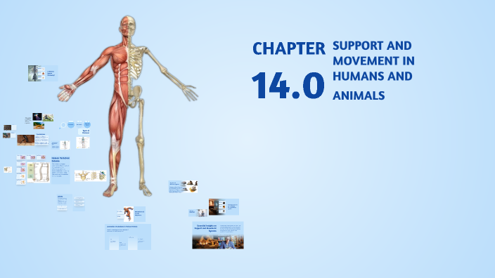 Support And Movement Support and Movement in Humans and Animals by NURFATIHAH KUMAR on Prezi