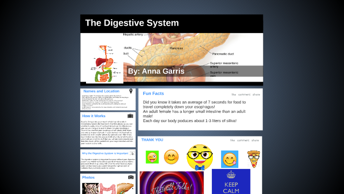 The Digestive System by Anna Garris on Prezi