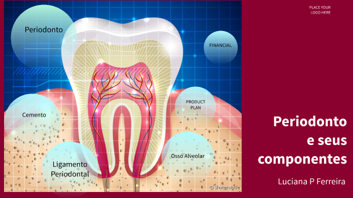 Periodonto e seus componentes by Luciana on Prezi