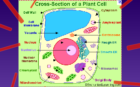 Plant Cell Analogies by Bora Kim