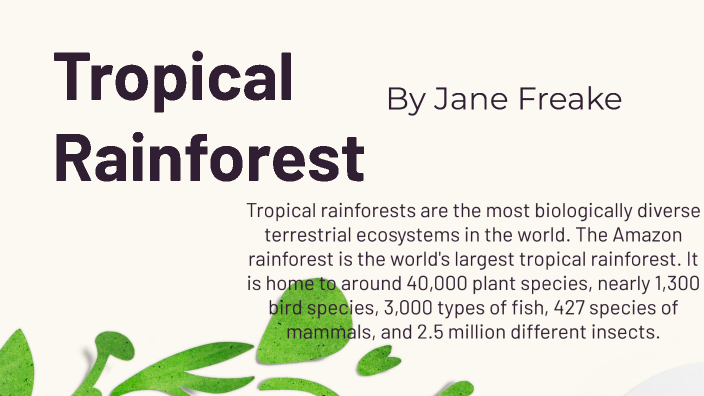 Why are tropical rainforests important?