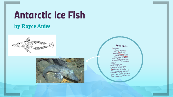 antarctic ice fish