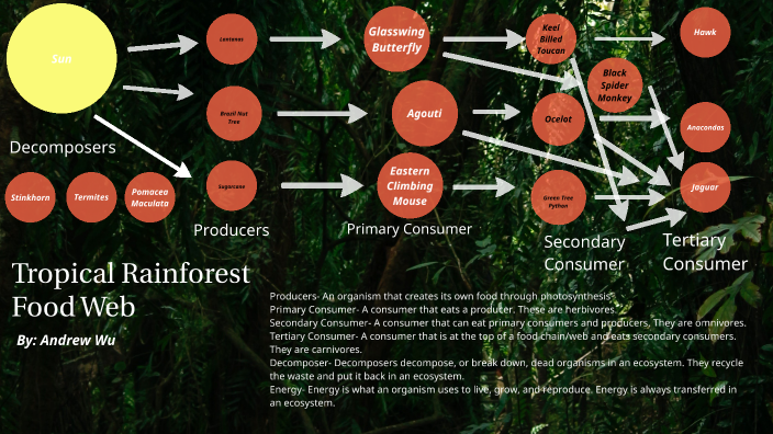 Tropical Rainforest Food Web by Andrew W. on Prezi