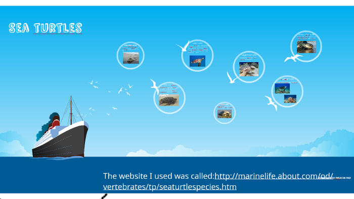 Sea turtles by Ale ios on Prezi