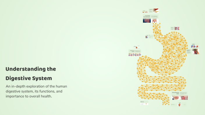 Understanding the Digestive System by HAMZA Rabah on Prezi
