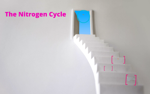 The Nitrogen Cycle by dean rowley on Prezi