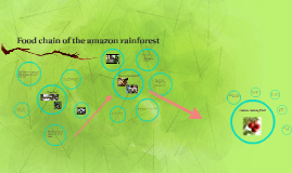 The amazon rainforest food chain