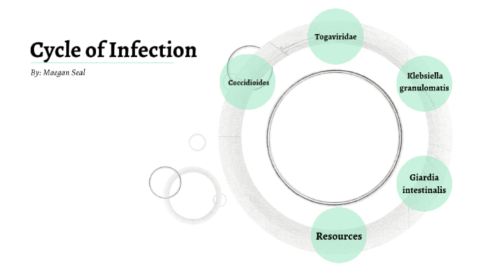 Cycle of Infection by Maegan Seal on Prezi Next