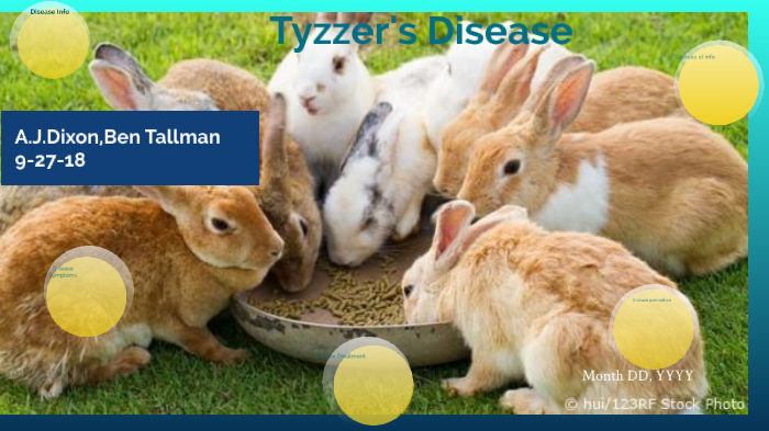 Tyzzer's disease by Ben Tallman on Prezi