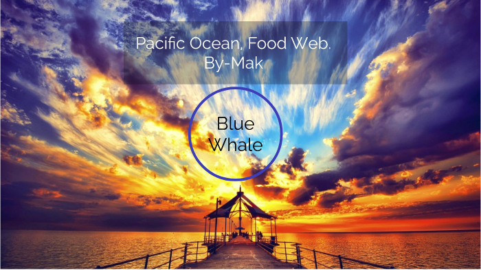 ocean food web by Mak Carla