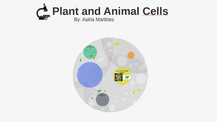 Comparing Animal and Plant Cells by Asiria Martinez on Prezi