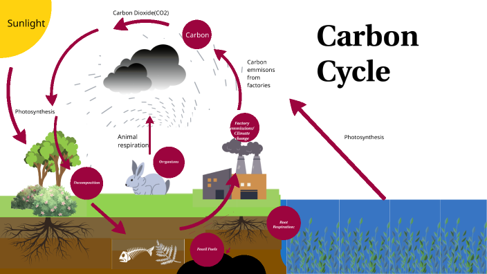 Carbon cycle by Y07H Sin Hang (Anderson) YEUNG on Prezi