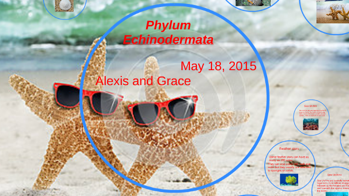 Phylum Echinodermata by Alexis Key on Prezi