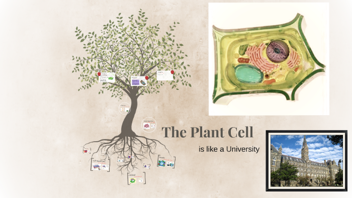 The Plant Cell by TJ K on Prezi