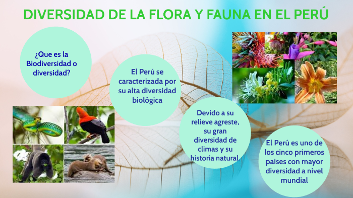 Diversidad De Flora Y Fauna En El PerÚ By Lourdes Falla Vásquez On Prezi