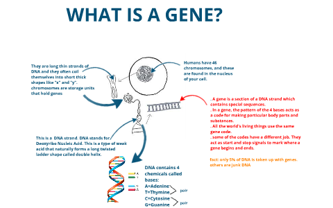 what is a Gene? by jane hahm on Prezi