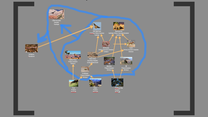 Discover The Grand Canyon S Unexpected Food Chain - nv2xcv5