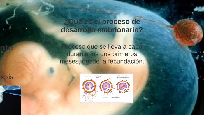 ¿Qué es el proceso de desarrollo embrionario? by Javiera Balboa on Prezi