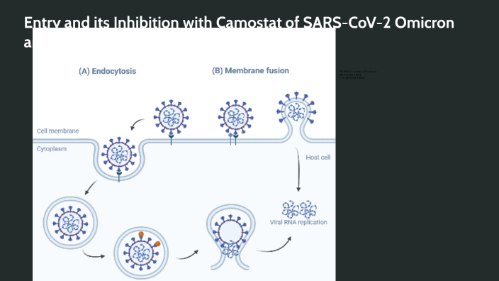 infection au sars cov 2