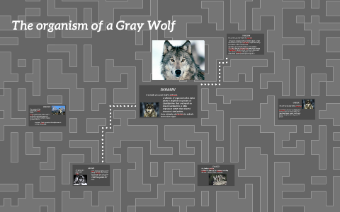 The organism of a Gray Wolf by Elias Rael on Prezi