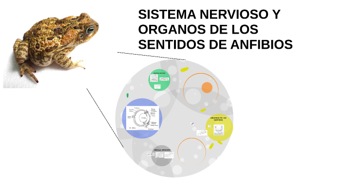 SISTEMA NERVIOSO Y ORGANO DE LOS SENTIDOS by on Prezi