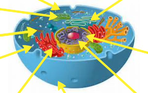 The average cell by Daniel Ivanov on Prezi