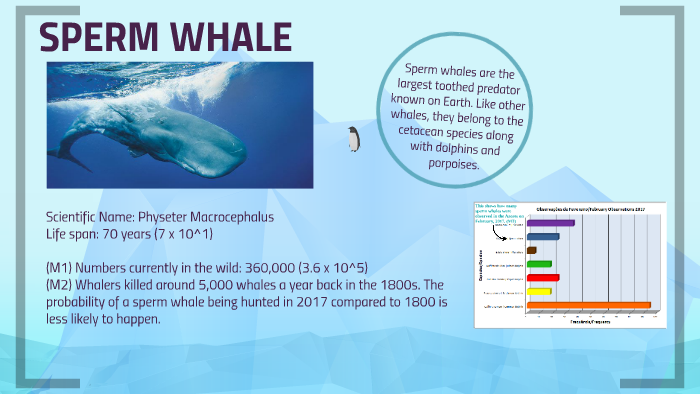 Sperm Whale By Keithley Ner On Prezi