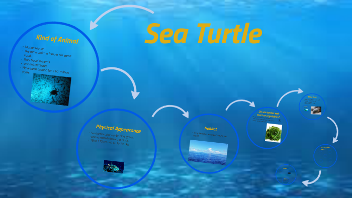 Sea Turtle by Benjamin Falcon on Prezi