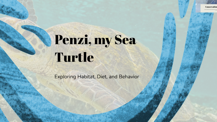Penzi, my Sea Turtle by Julie Wymore on Prezi