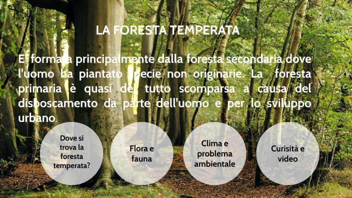 bioma della foresta temperata sempreverde