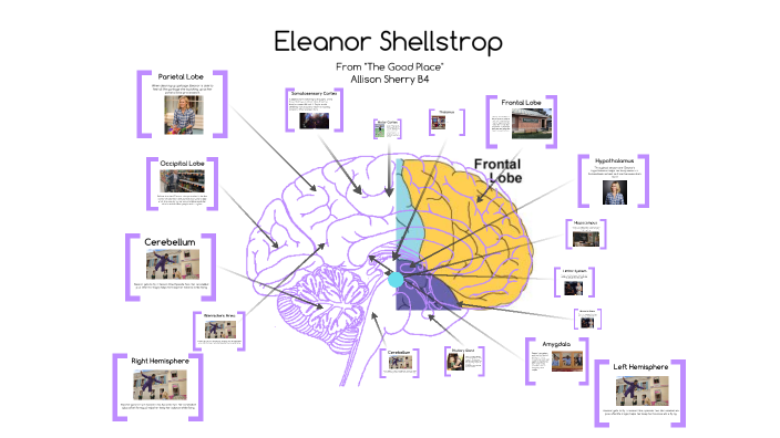 Celebrity Brain by Allison Sherry on Prezi