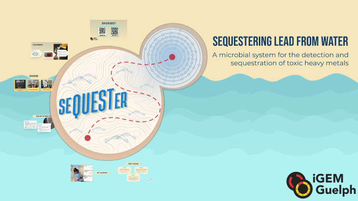 Sequestering Lead from Water by Sukhman Kaur on Prezi