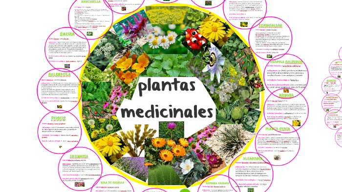 plantas medicinales by Mireia Salvador Oritz