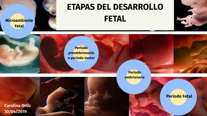 Linea Del Tiempo Desarrollo Prenatal By Carolina Ortiz On Prezi