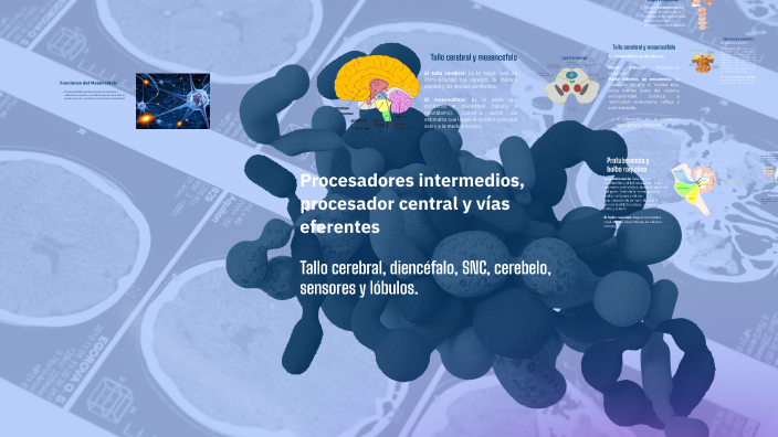 Anatomía del Tronco Cerebral by SALOME MARIN PUERTA on Prezi