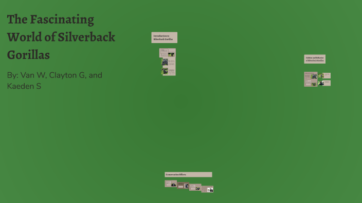 The Fascinating World of Silverback Gorillas by VAN WALTER on Prezi