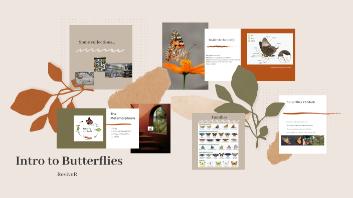 Intro to Butterflies by Yichen Gao on Prezi