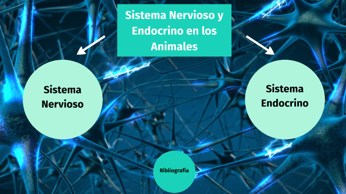 Sistema Nervioso y Endocrino en los Animales by Yadira Rojas on Prezi