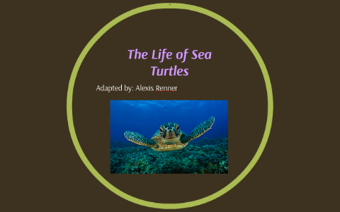 The Life of Sea Turtles by Alexis Renner on Prezi