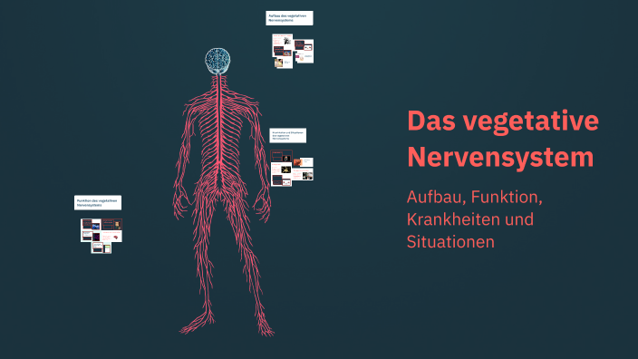 Wenn Das Vegetative Nervensystem Verrückt Spielt Das vegetative Nervensystem by Alia Aly on Prezi