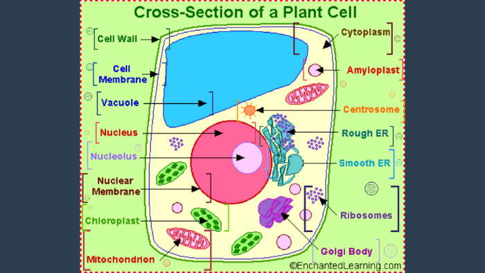 Plant Cell by Courtney Greenlee on Prezi